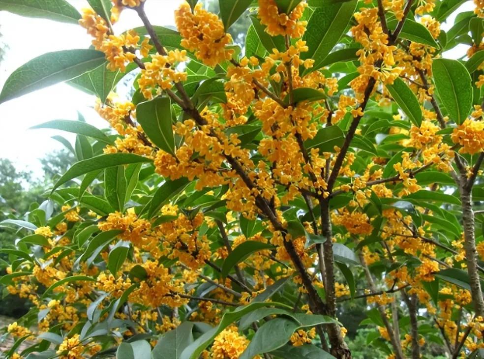 osmanthus flowers