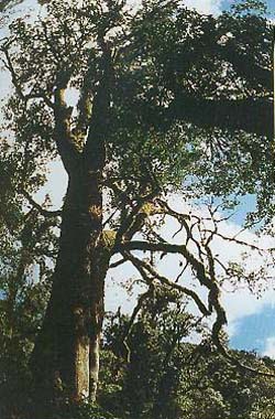 the oldest tea tree